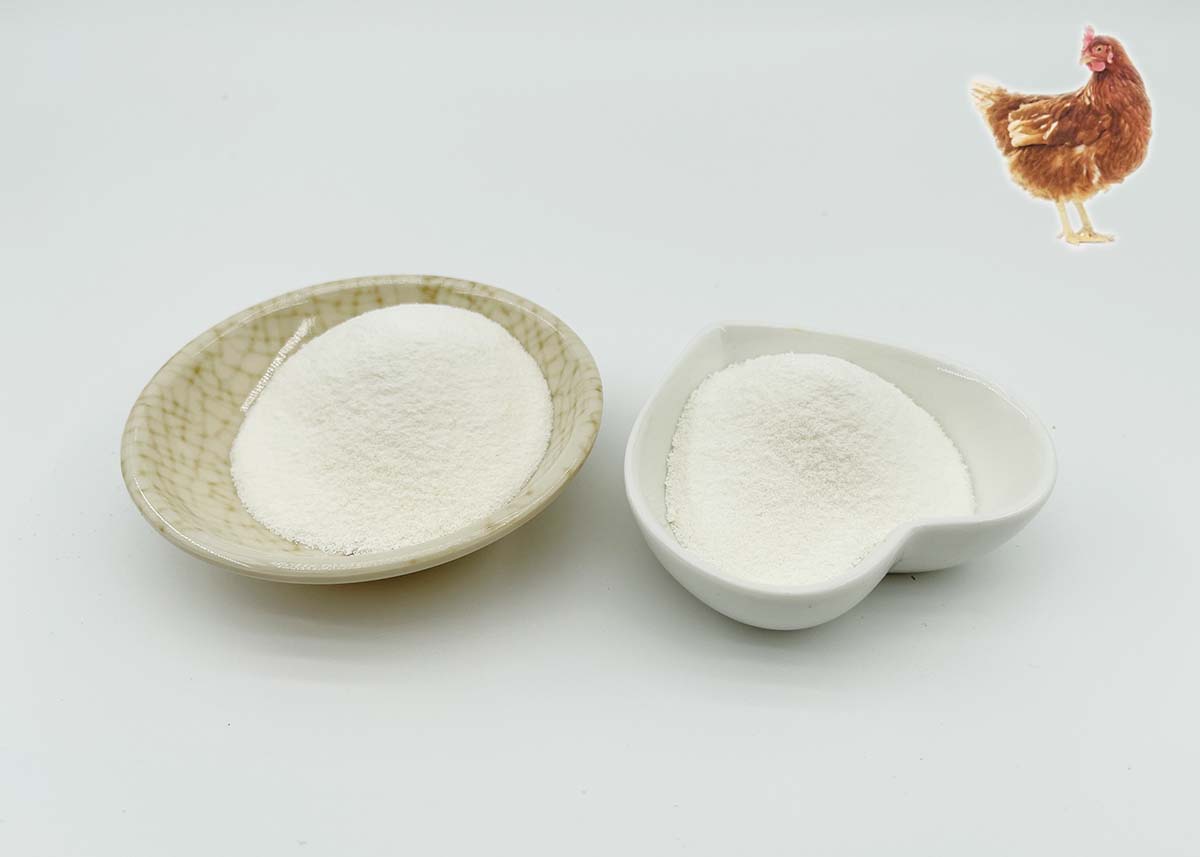 Chicken Collagen type ii for Joint Health